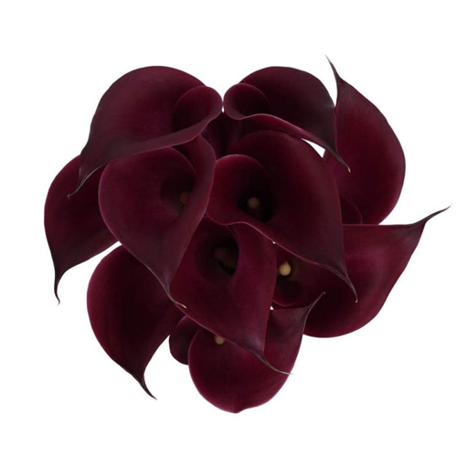 Calla Lily Cranberry