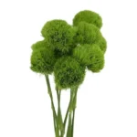 Green Dianthus11