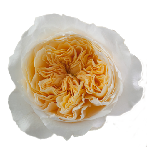 Yellow Garden Roses - 20 Stems1
