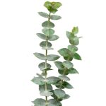 Baby Eucalyptus1