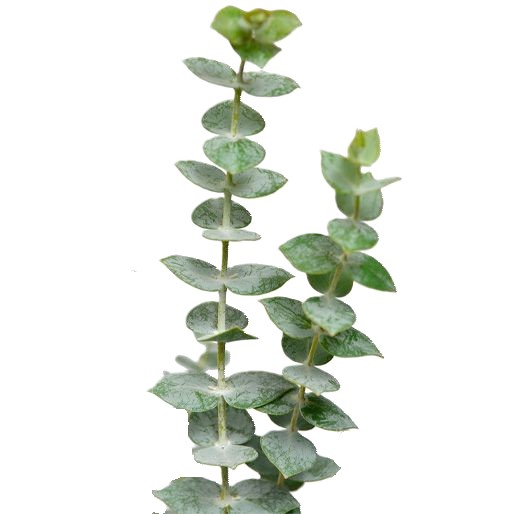 Baby Eucalyptus1