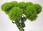 Green Dianthus11