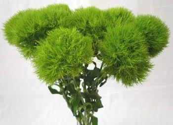 Green Dianthus11