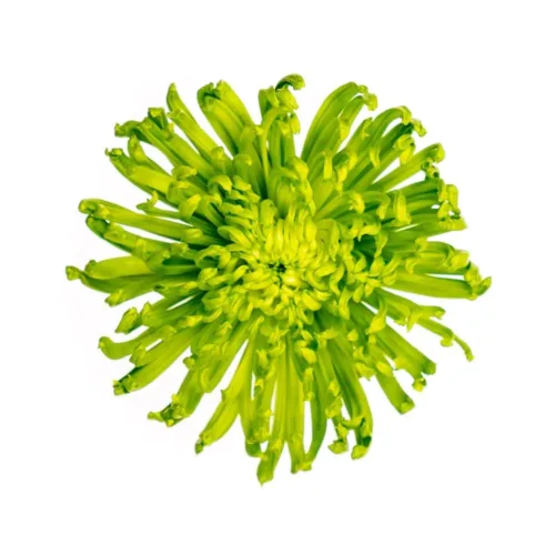 Green Chrysanthemum Single Spider Anastasia11