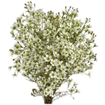 Wax Flower White1