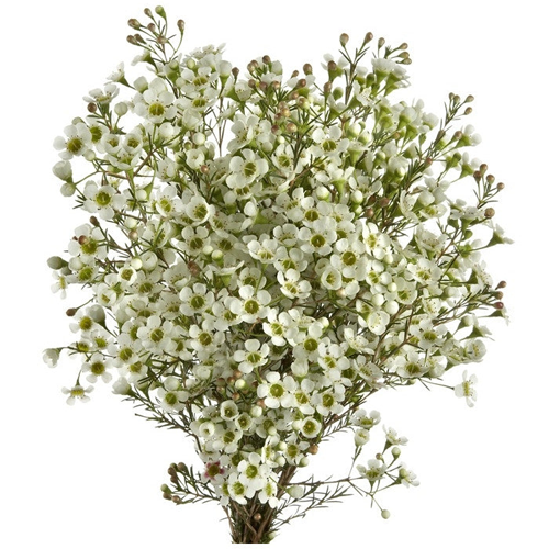 Wax Flower White1