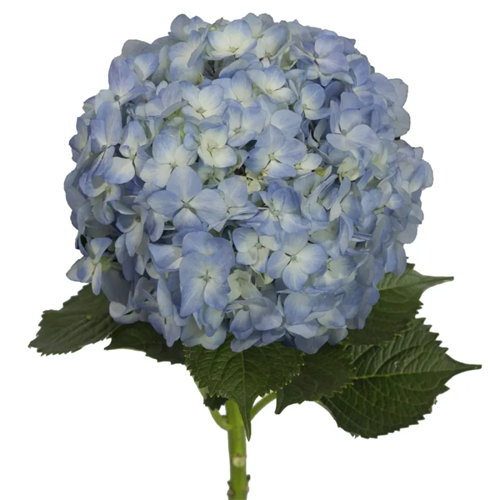 Hydrangea Blue1