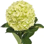 Hydrangea Green11