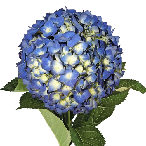 Hydrangea Dark Blue