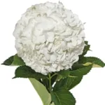 Hydrangea White 11