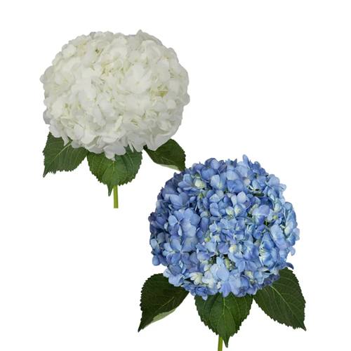Blue And White Hydrangea1