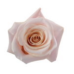 Light Pink Roses1