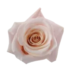 Light Pink Roses - 50 Stems