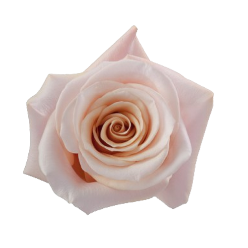 Light Pink Roses1