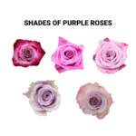 roses Purple11