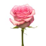 Pink Roses11