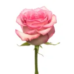 Pink Roses11