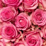 Pink Roses11