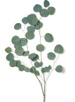 Silver Dollar Eucalyptus1