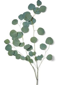 Silver Dollar Eucalyptus1