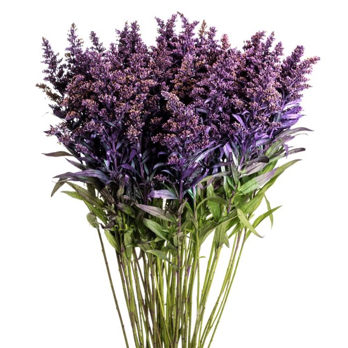 Solidago Tinted - Purple