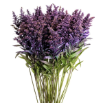 Solidago Purple 1