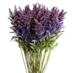Solidago Purple 1