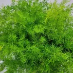 Asparagus Sprengeri Fern11