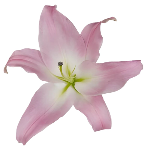 Lily Oriental Pink