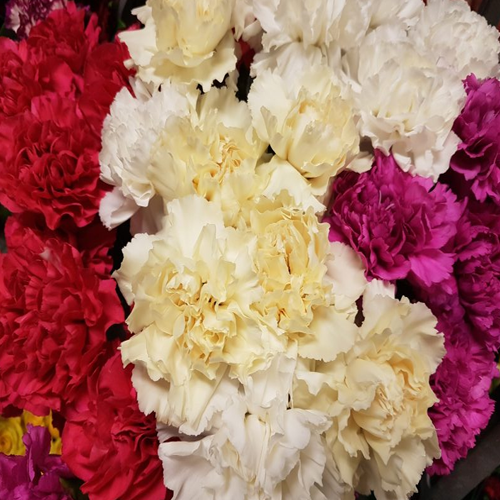 Carnation Assorted Fancy1