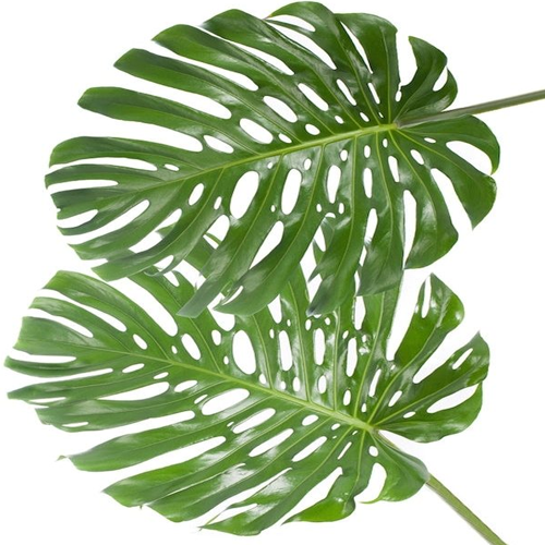 Monstera Medium Leaves1