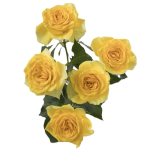 Yellow Spray Roses1