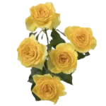 Yellow Spray Roses11