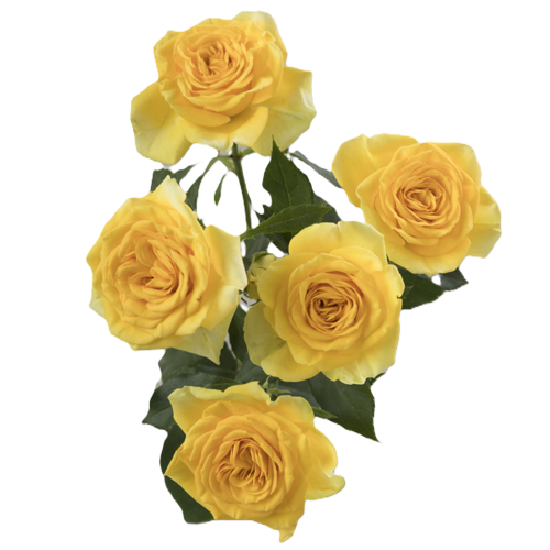 Yellow Spray Roses1