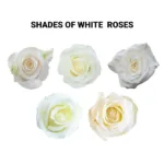 white roses 11