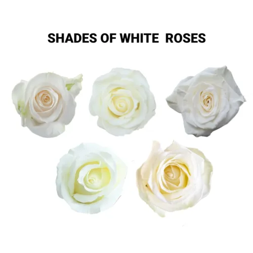 white roses 11