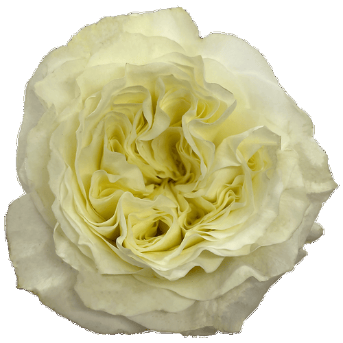 White Garden Roses - 20 Stems1