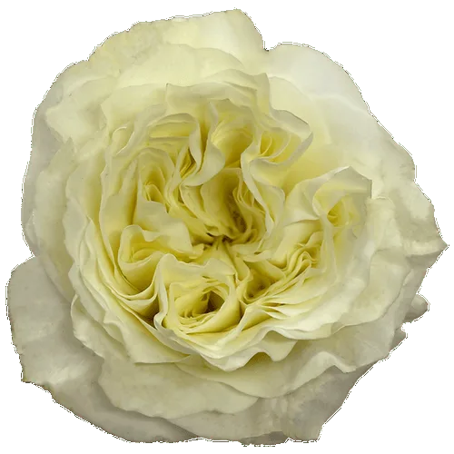 White Garden Roses - 20 Stems1