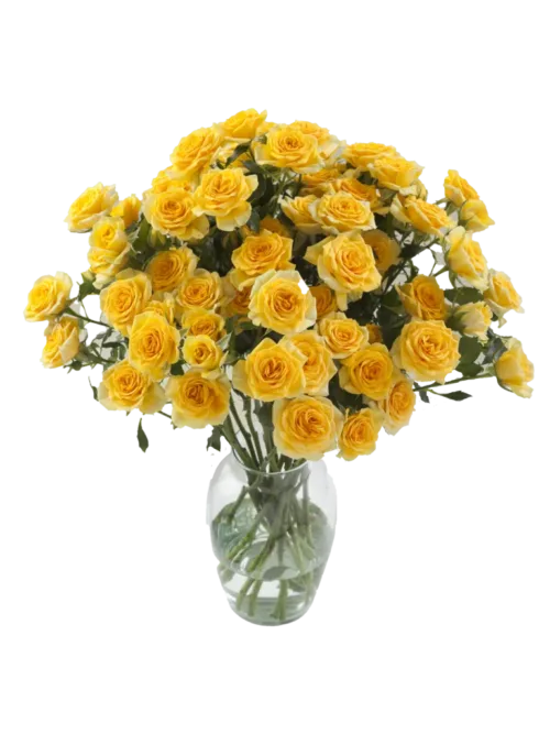 Yellow Spray Roses11