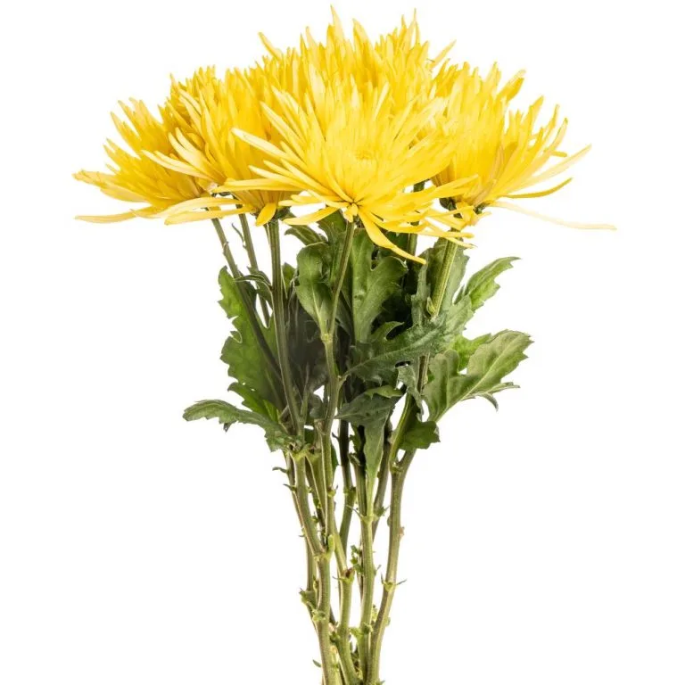 Yellow_Spider_Chrysanthemum_Anastasia-1-768x768-1