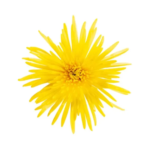 Yellow Spider Chrysanthemum - Anastasia11