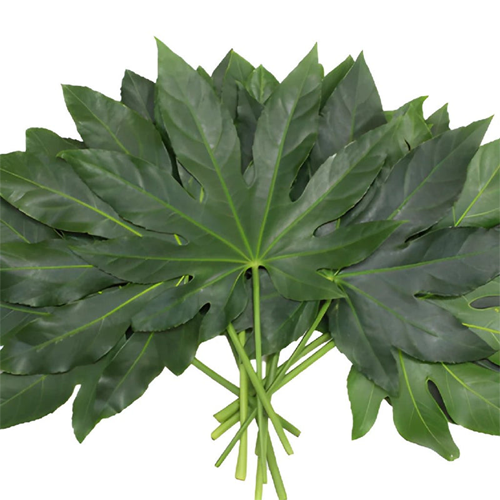 Aralia Green1