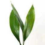 Bulk Aspidistra Green11