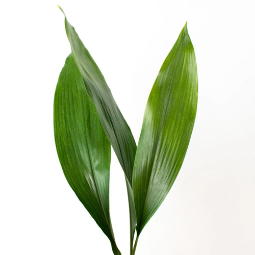Bulk Aspidistra Green1