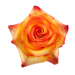 Bi-Color Roses Burgundy and Yellow 1