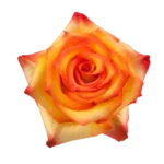 Bi-Color Roses 11