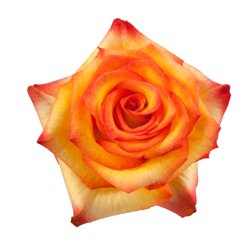 Bi-Color Roses Burgundy and Yellow 1