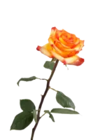 Bi-Color Roses11