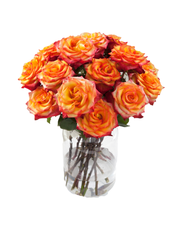Bi-Color Roses Burgundy and Yellow 1