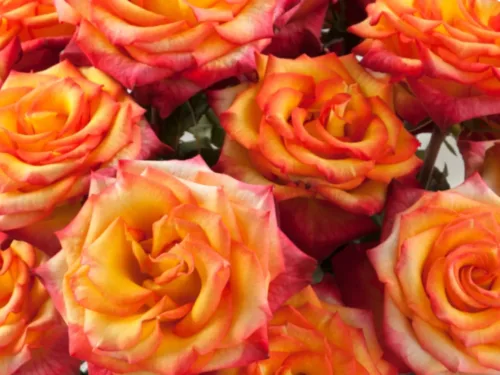 Bi-Color Roses Burgundy and Yellow 11